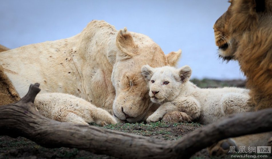 有史以来第一次野外白狮幼崽：一组白狮的家庭合照