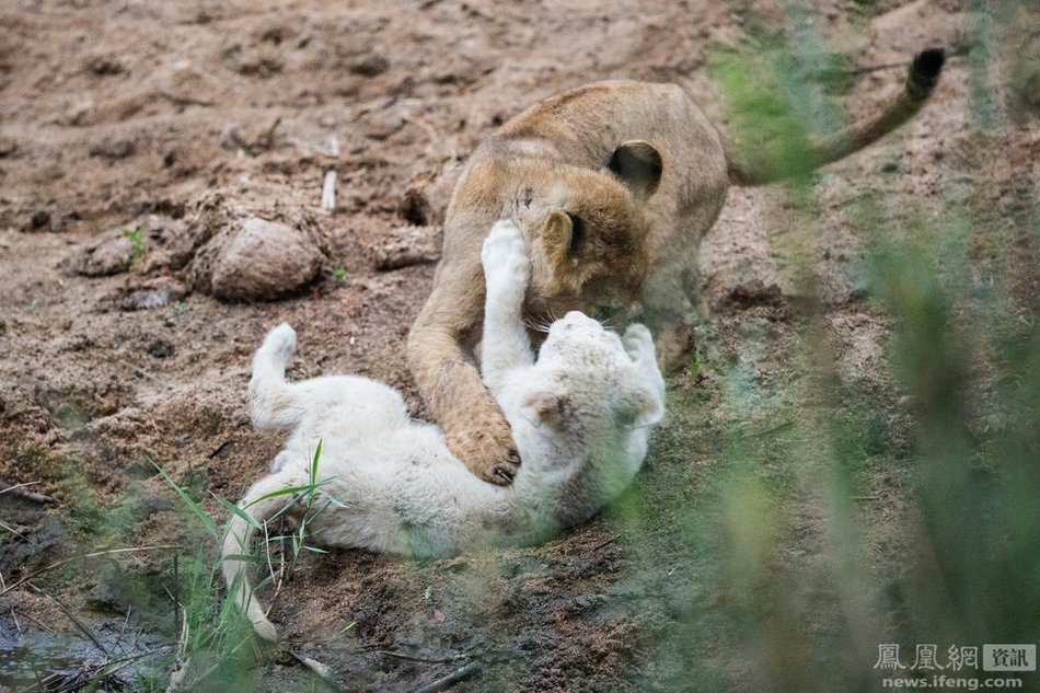 有史以来第一次野外白狮幼崽：一组白狮的家庭合照