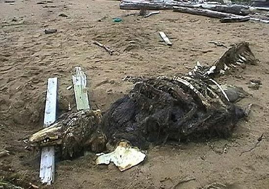 俄罗斯发现神秘动物尸骸 特种部队带回研究（图）