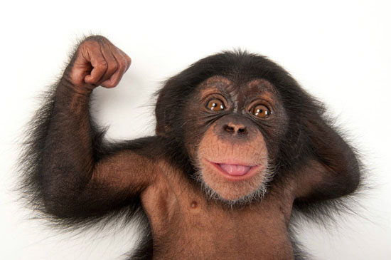 “黑猩猩无人权”：纽约法院驳回释放黑猩猩上诉