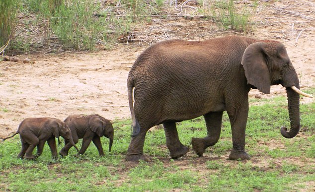 南非罕见双胞胎小象降生 与母亲形影不离受象群呵护