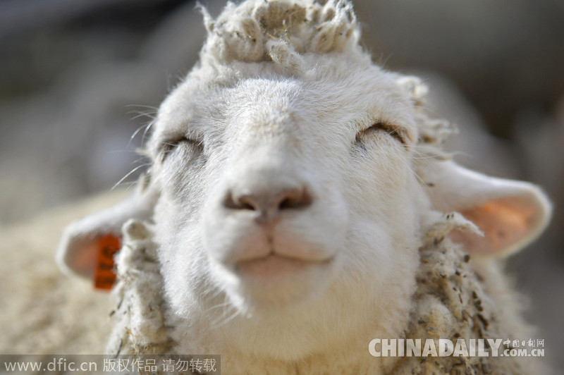 日本惊现现实版“喜羊羊” 眯眼甜笑萌萌哒