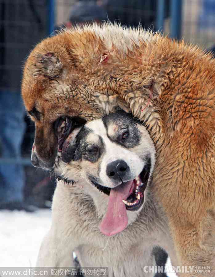 吉尔吉斯犬图片