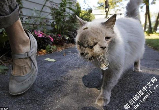 世界上最长寿的“双面猫”近日去世 享年15岁
