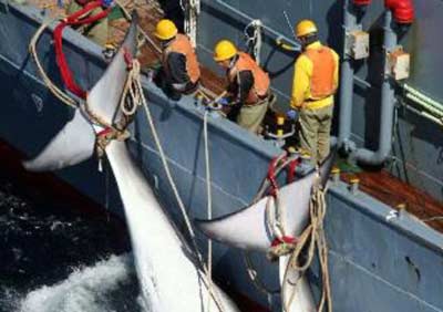 日本四渔船被指在太平洋岛国非法捕捞 被罚巨款