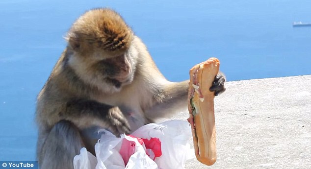 饥饿猕猴从游客背包里偷午餐