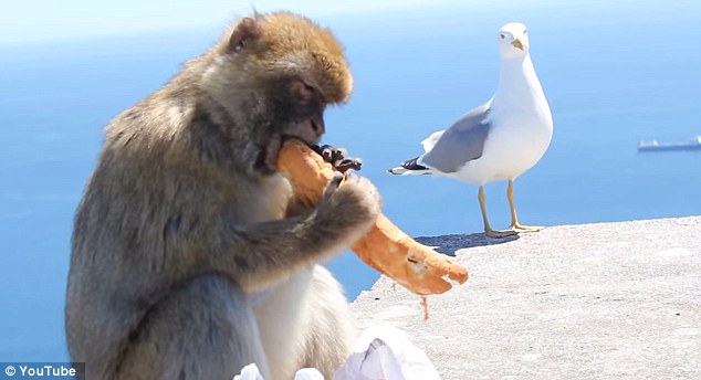 饥饿猕猴从游客背包里偷午餐