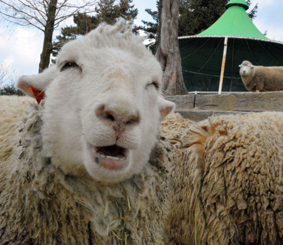日媒：现实版“喜羊羊”日本“微笑羊”走红网络