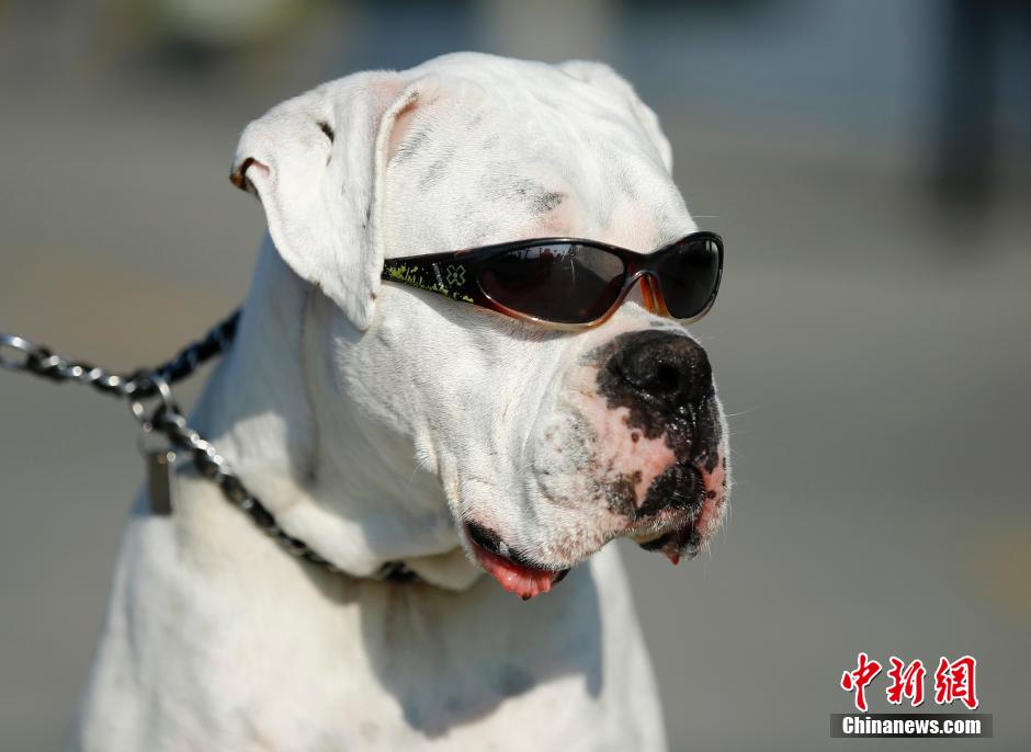 狗狗眼睛对光线敏感 戴帅气墨镜出门散步