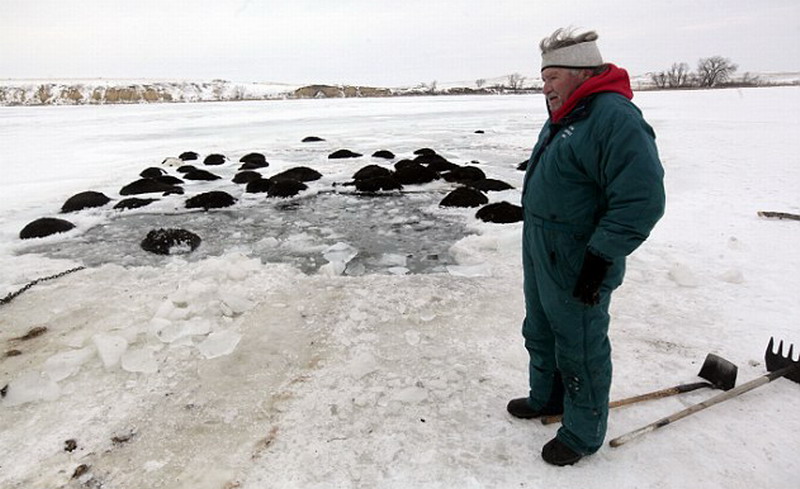 百头奶牛误闯结冰水库 掉入冰河溺亡