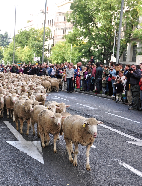 马德里牧羊节 浩荡羊群逛大街