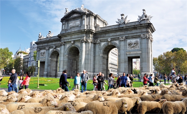 马德里牧羊节 浩荡羊群逛大街