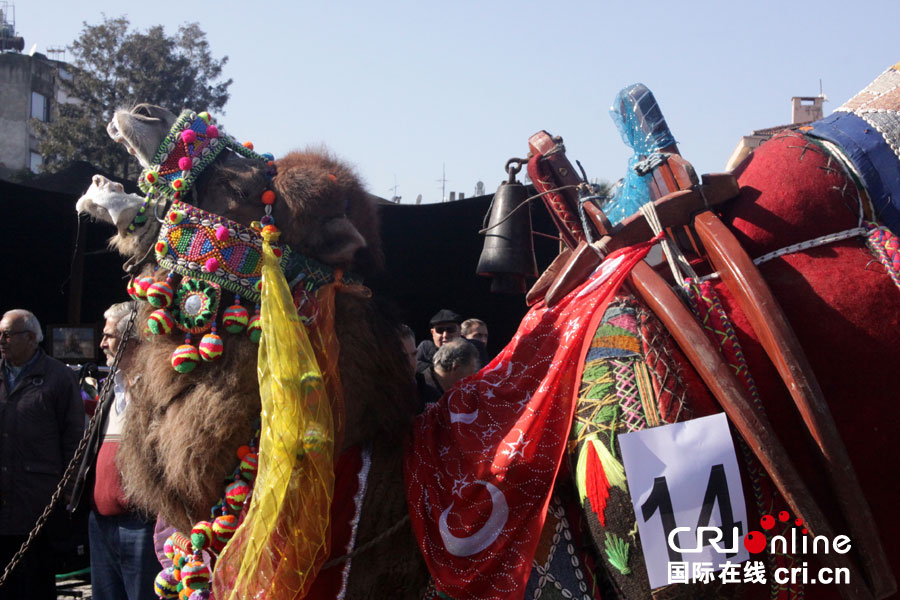 土耳其古城塞尔丘克举办骆驼选美大赛