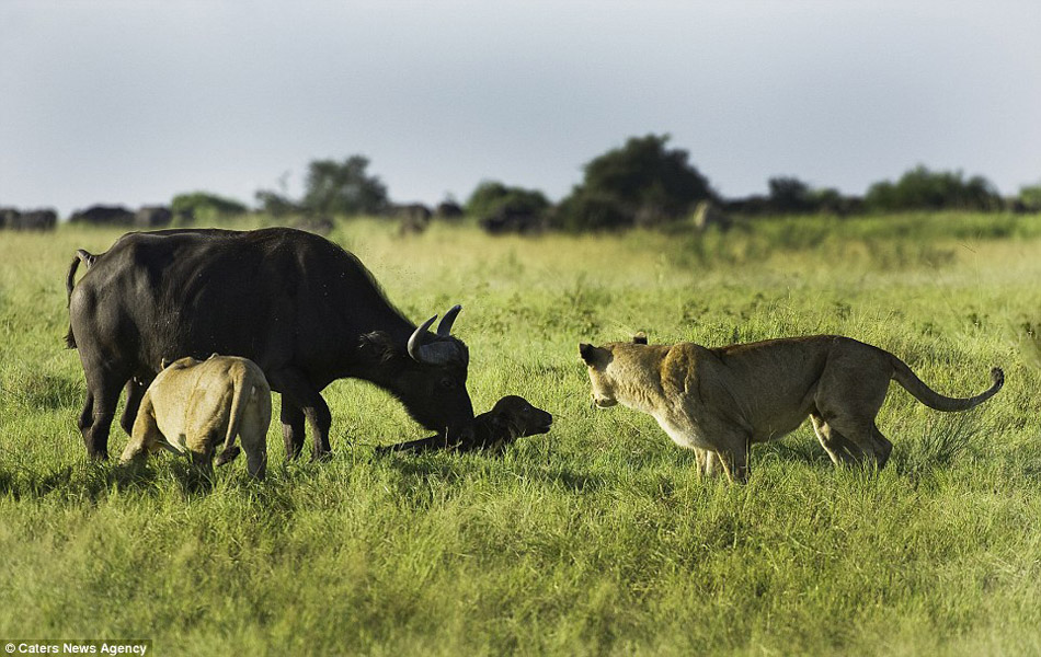 母牛为保护爱子力战群狮