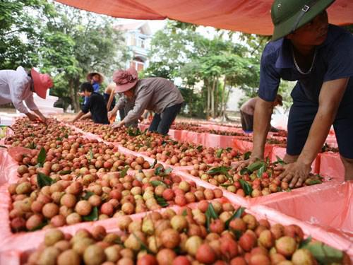 越南蔬果出口多样化道路遇阻 中国仍是主要销售市场