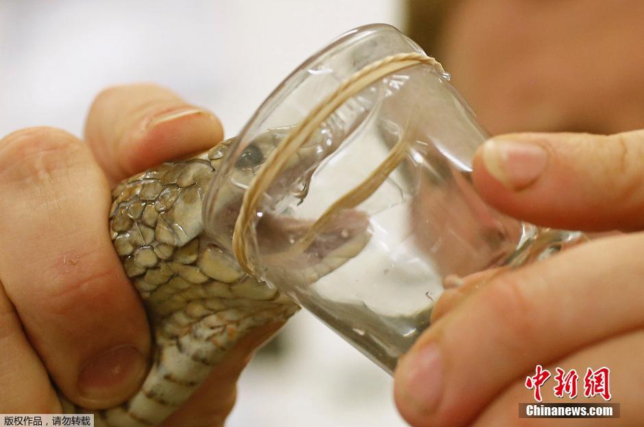 2米巨蛇采集毒汁 世界第二剧毒蛇乖乖就范
