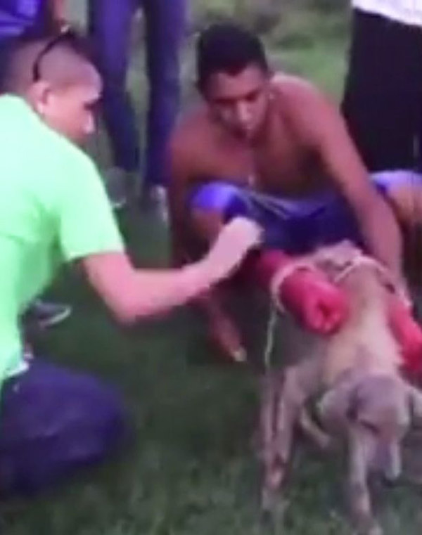 洪都拉斯青年在狗身上绑烟花燃放取乐 引发众怒