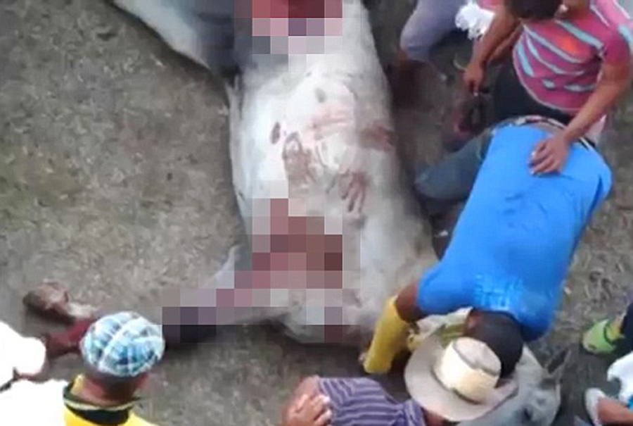 哥伦比亚：斗牛场内活马被观众分尸现场