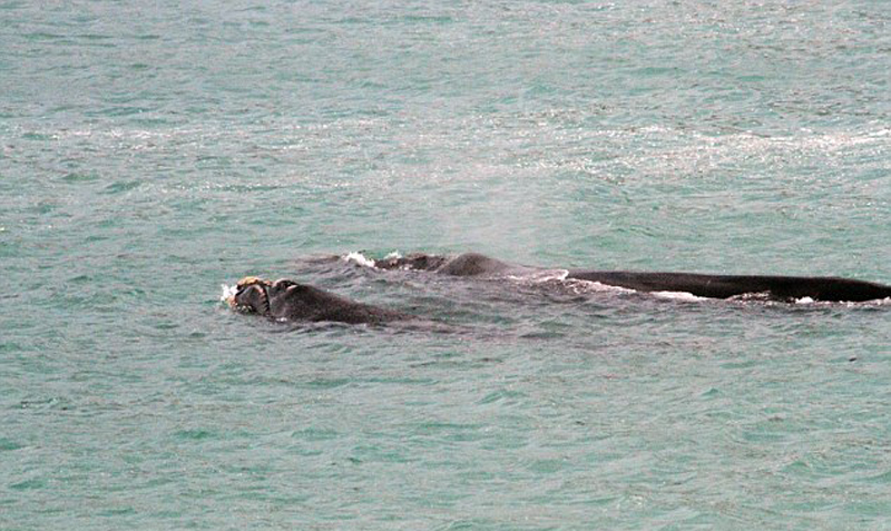 惊险一幕:南非女子海上冲浪遭鲸鱼跟踪