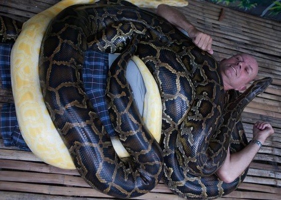 菲律宾动物园提供蟒蛇按摩大受欢迎 够胆你就来