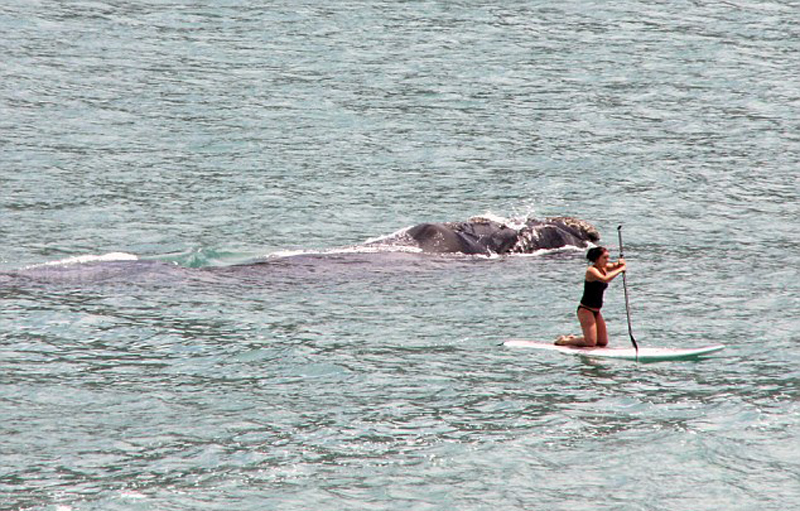 南非女子海上冲浪遭鲸鱼跟踪