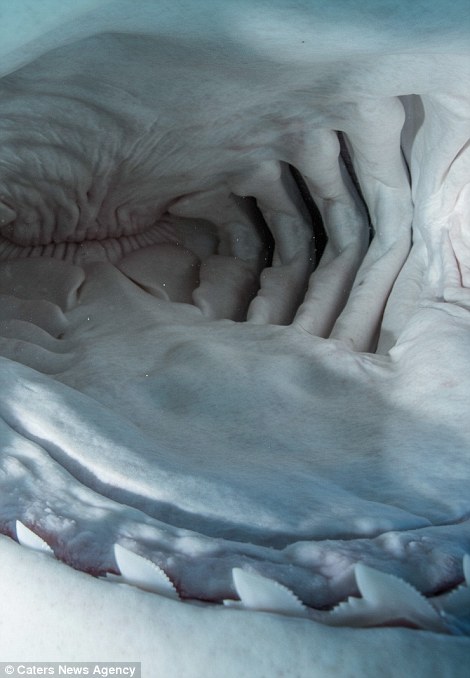 摄影师冒生命危险拍摄鲨鱼嘴中构造