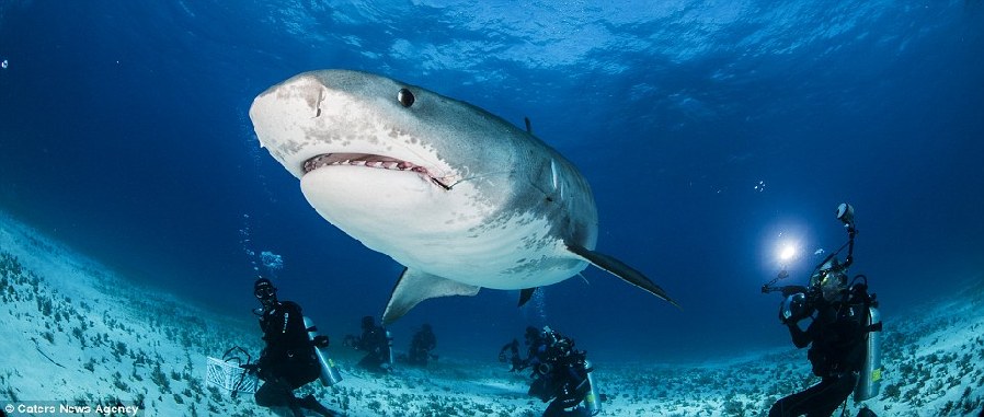 摄影师冒生命危险拍摄鲨鱼嘴中构造