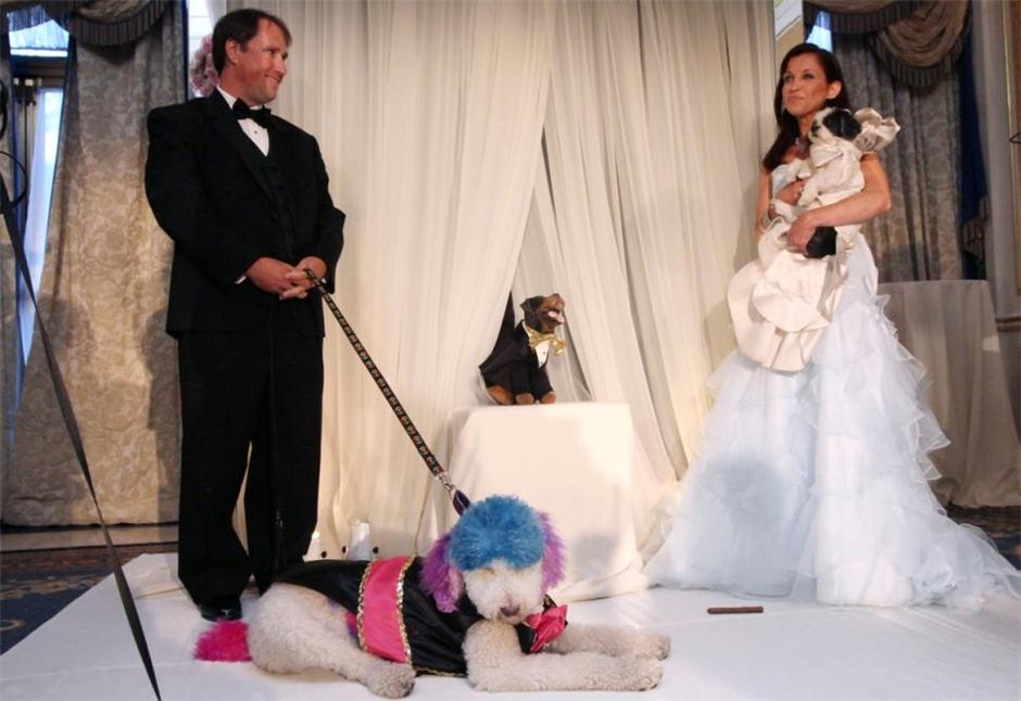 为爱犬举办婚礼：婚纱礼服一个都不少