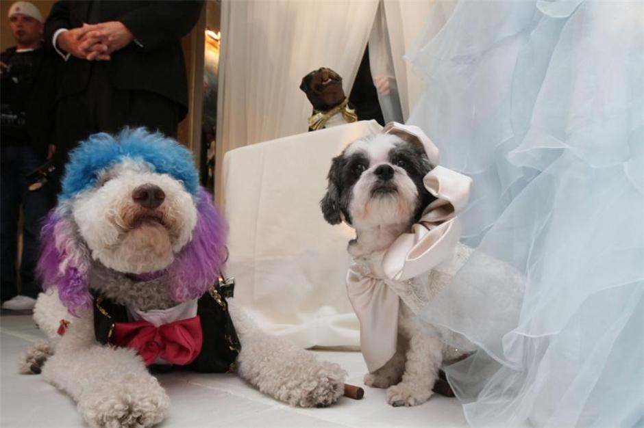为爱犬举办婚礼：婚纱礼服一个都不少