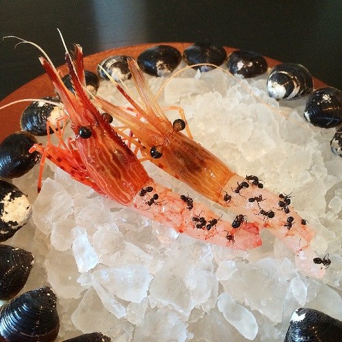 日本高档餐厅推出另类刺身 牡丹虾上撒蚂蚁(图)