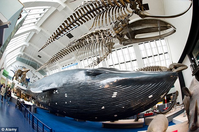 伦敦自然历史博物馆标志性恐龙骨架谢幕 蓝鲸将“继任”