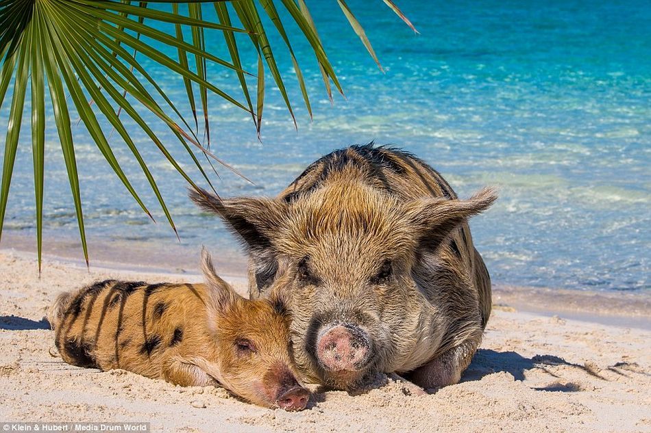 野生小猪成群畅游加勒比海成风景