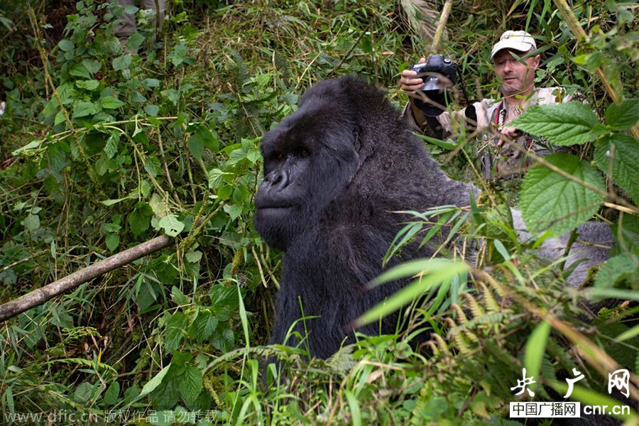 摄影师拍大猩猩遭殴打 抓拍被袭瞬间