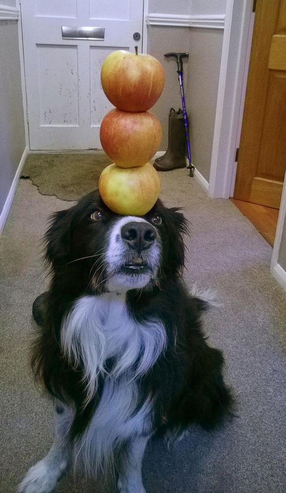 狗狗现惊人平衡能力 脑袋可顶3个橙子