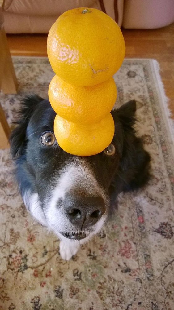 狗狗现惊人平衡能力 脑袋可顶3个橙子