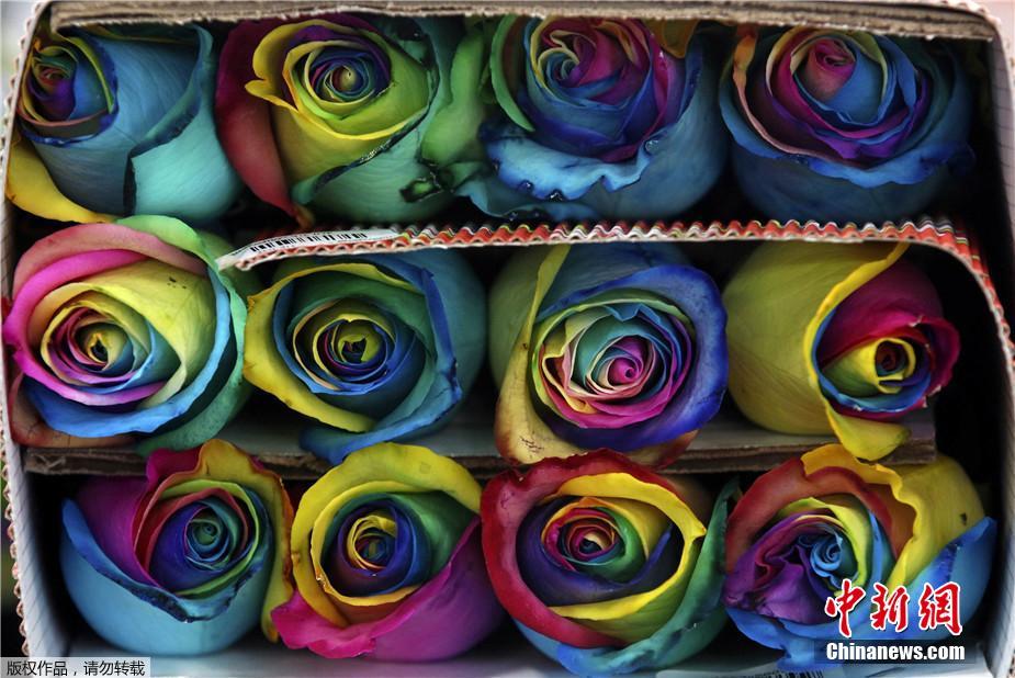 哥伦比亚花农为情人节备花：彩虹玫瑰唯美浪漫