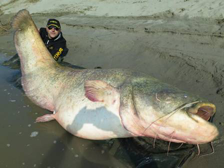 意大利男子钓上2.7米长大鱼 重达254斤(组图)