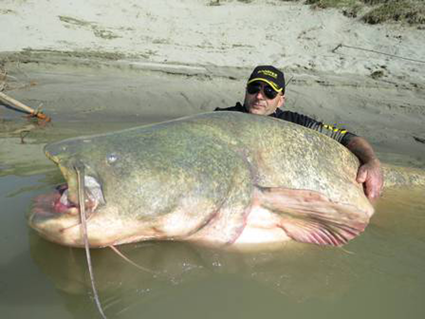 意大利男子钓上2.7米长大鱼 重达254斤(组图)