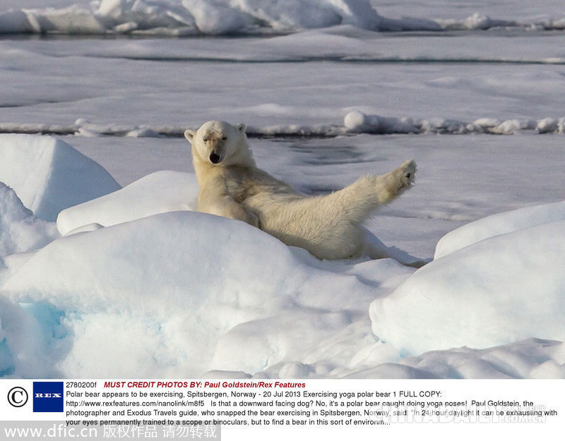 国际北极熊日：看看冰雪世界最呆萌的可爱生灵