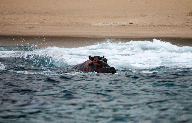 非洲河马海中悠然乘风破浪逗乐游客