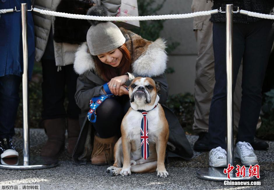 日本民众热情追逐威廉王子 小狗披英国国旗上阵
