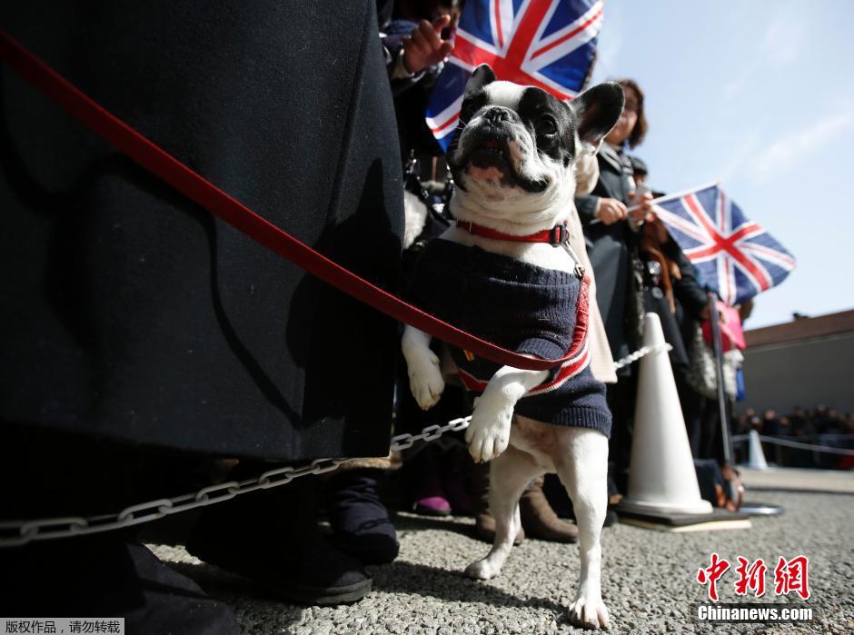 日本民众热情追逐威廉王子 小狗披英国国旗上阵