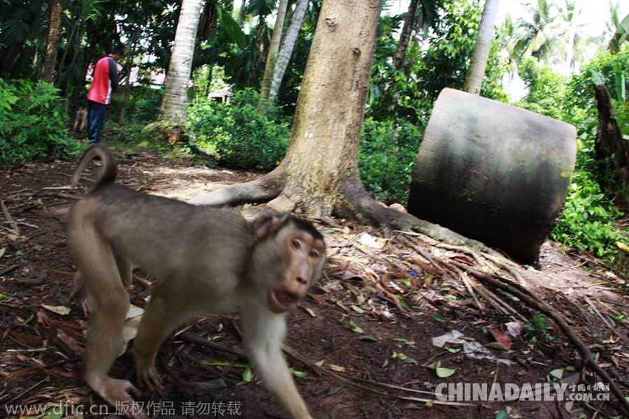 印尼“功夫猴子”拳打脚踢抗议摄影师偷拍