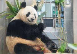 东京上野动物园提前为大熊猫自然繁殖做精心准备