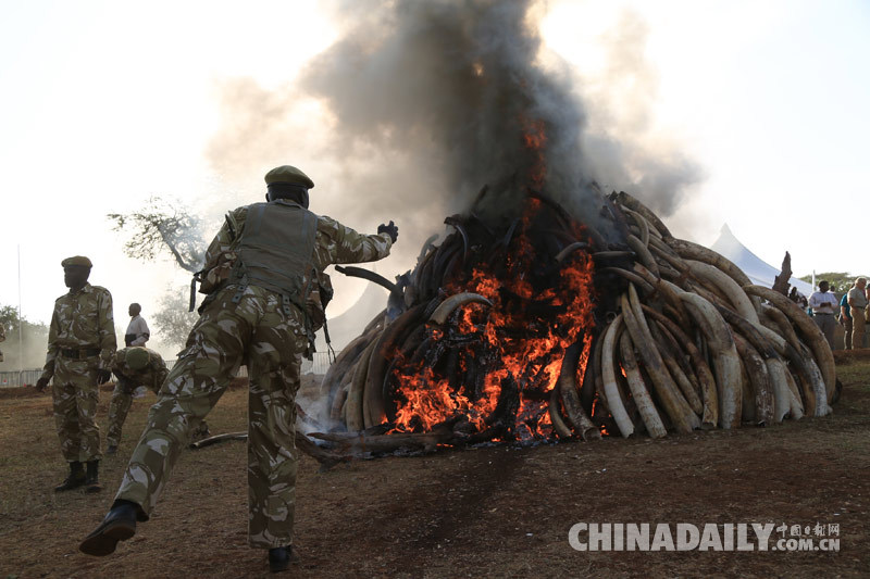 肯尼亚集中烧毁象牙 15吨走私象牙付之一炬