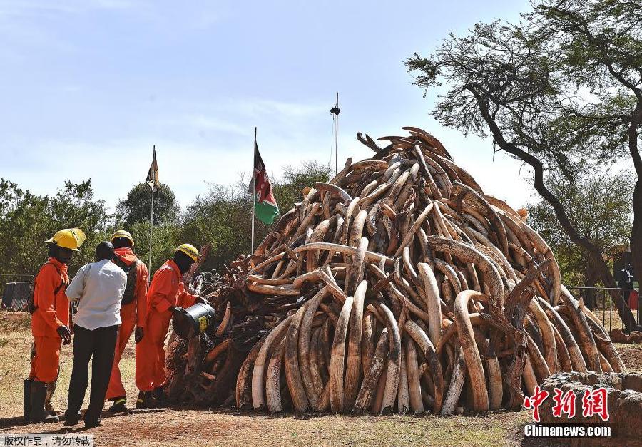 肯尼亚15吨走私象牙付之一炬 非洲史上销毁象牙数量最大一次