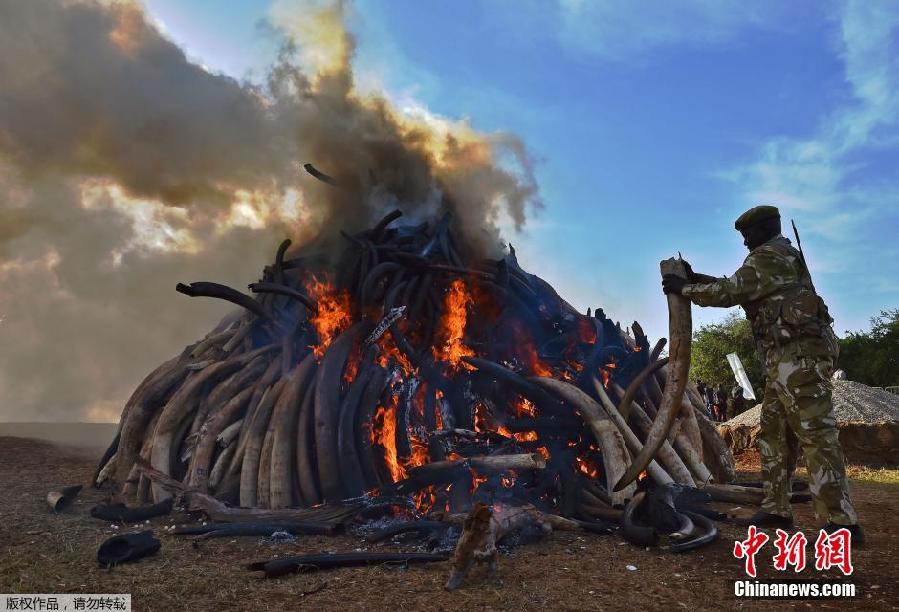 肯尼亚15吨走私象牙付之一炬 非洲史上销毁象牙数量最大一次