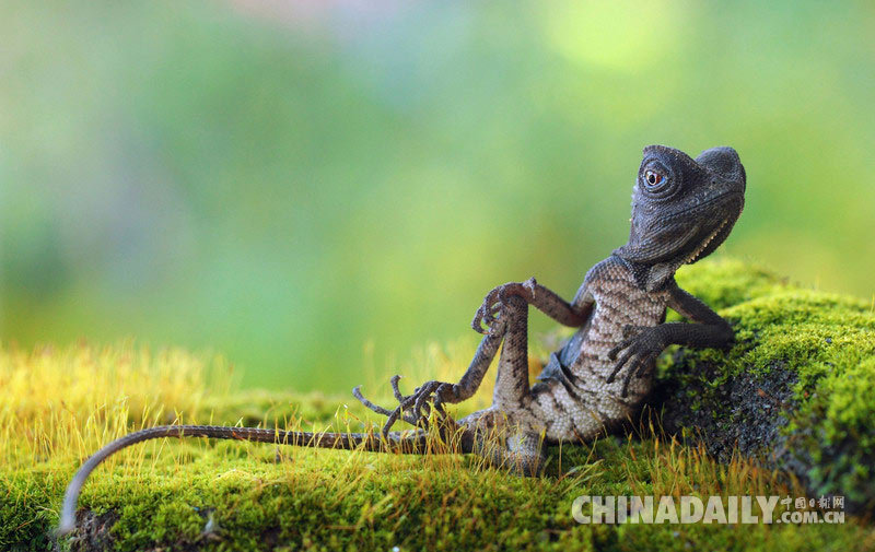 印尼摄影师驯服蜥蜴摆造型 姿势慵懒动作消魂