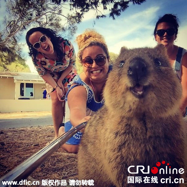 澳短尾矮袋鼠爱与游客自拍 甜美微笑超抢镜