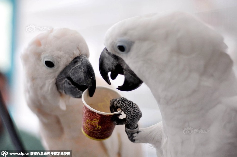 一对鹦鹉每天饮茶喝咖啡 主人称其已上瘾